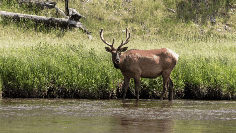 Elk standing in the Arkansas River surrounded by rocky canyon cliffs in Browns Canyon National Monument.
