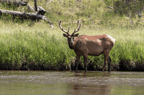 Elk standing in the Arkansas River surrounded by rocky canyon cliffs in Browns Canyon National Monument.
